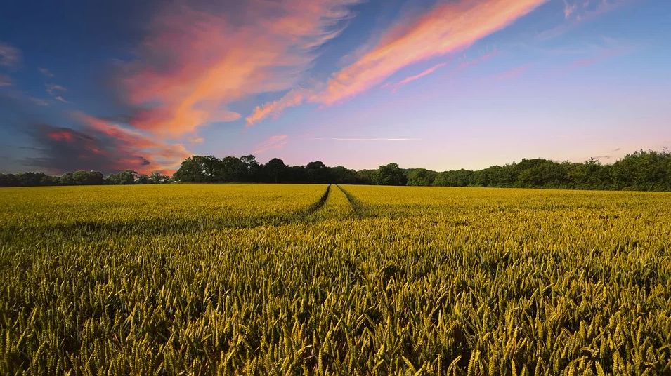 PAGAMENTI IN AGRICOLTURA, AGEA “NEL 2019 FATTO GRANDE LAVORO DI SQUADRA”