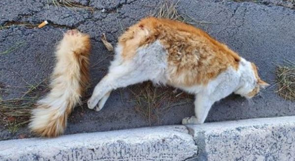 Brindisi: gatto imbottito di petardi e fatto esplodere. La foto shock fa il giro del mondo e del web