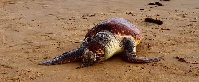Siracusa: tartaruga uccisa a bastonate sulla spiaggia