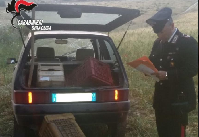 Cerca di rubare uva nei terreni di Licodia, arrestato pregiudicato
