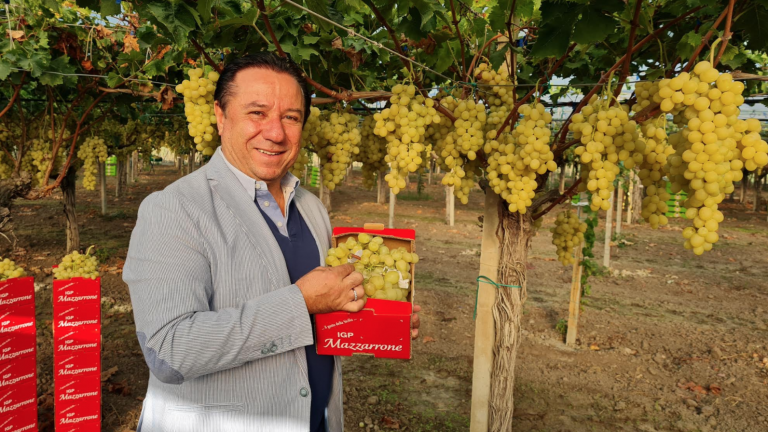 Uva di Mazzarone: discreta la campagna raccolta 2020