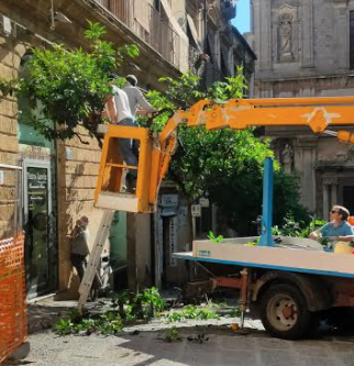 Potatura straordinaria delle piante di arancio amaro per ridurre diffusione insetto a Caltagirone