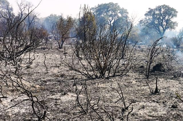 Incendi dolosi ai danni di due aziende agricole. Il sindaco di Caltagirone, Gino Ioppolo: “Ci costituiremo parte civile”
