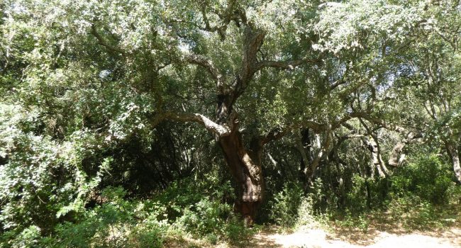 Bosco di Santo Pietro, via libera a risorse per oltre 1,7 milioni di euro