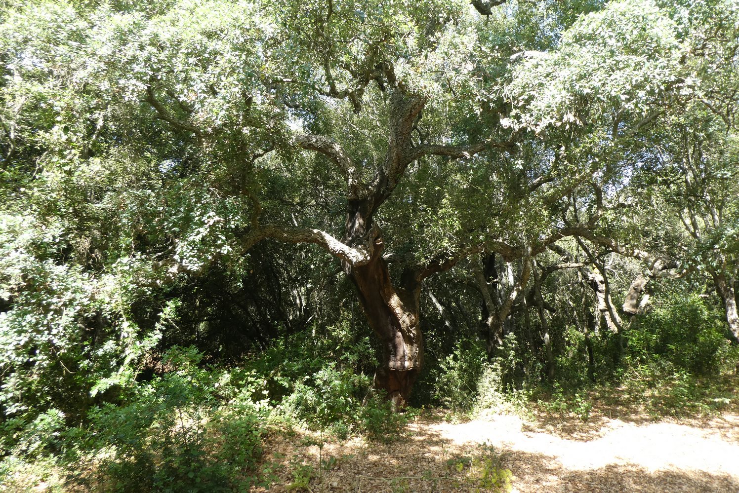 Bosco di Santo Pietro, via libera a risorse per oltre 1,7 milioni di euro