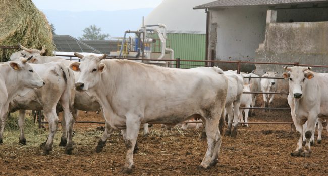 Riparte l’esportazione dei bovini siciliani, Razza: «Lavoriamo per sconfiggere la brucellosi»