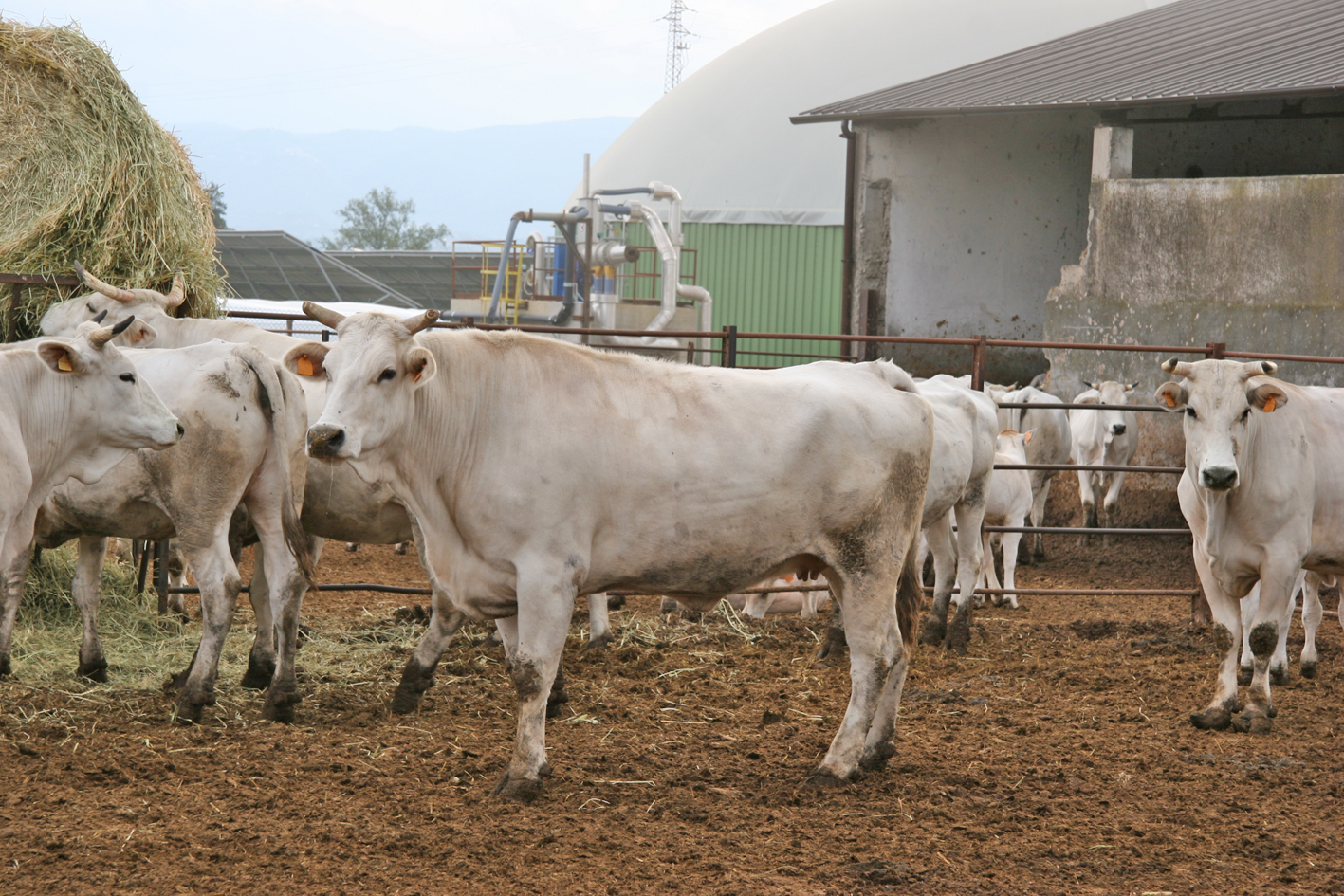 Riparte l’esportazione dei bovini siciliani, Razza: «Lavoriamo per sconfiggere la brucellosi»