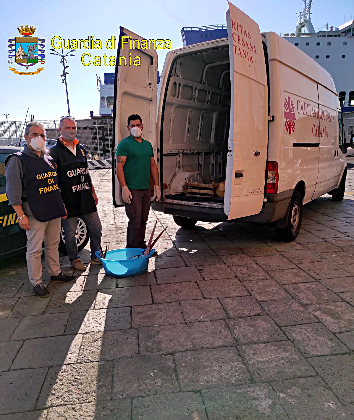 Sequetrati 48 kg di “neonato” e 2 esemplari di Puddicinedda