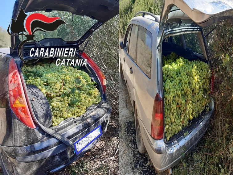 Carabinieri fermano due furti d’uva