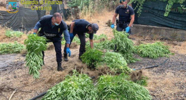 Guardia di Finanza scova piantagione di marijuana nel territorio di Bronte. Scatta arresto