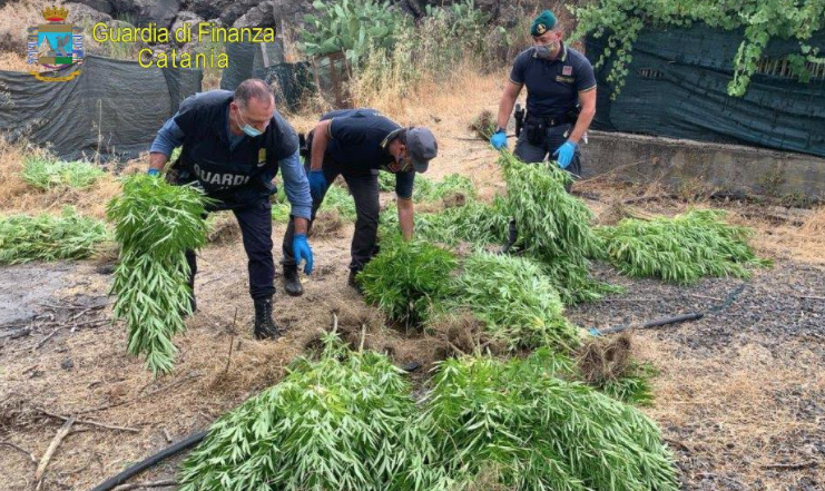 Guardia di Finanza scova piantagione di marijuana nel territorio di Bronte. Scatta arresto