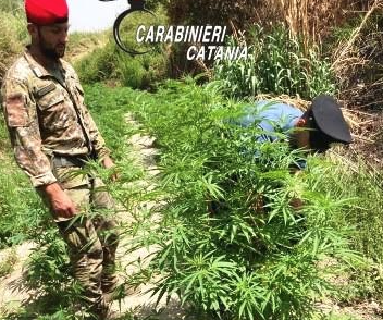 Arrestato 35enne perché coltivava a Mineo 202 piante di canapa