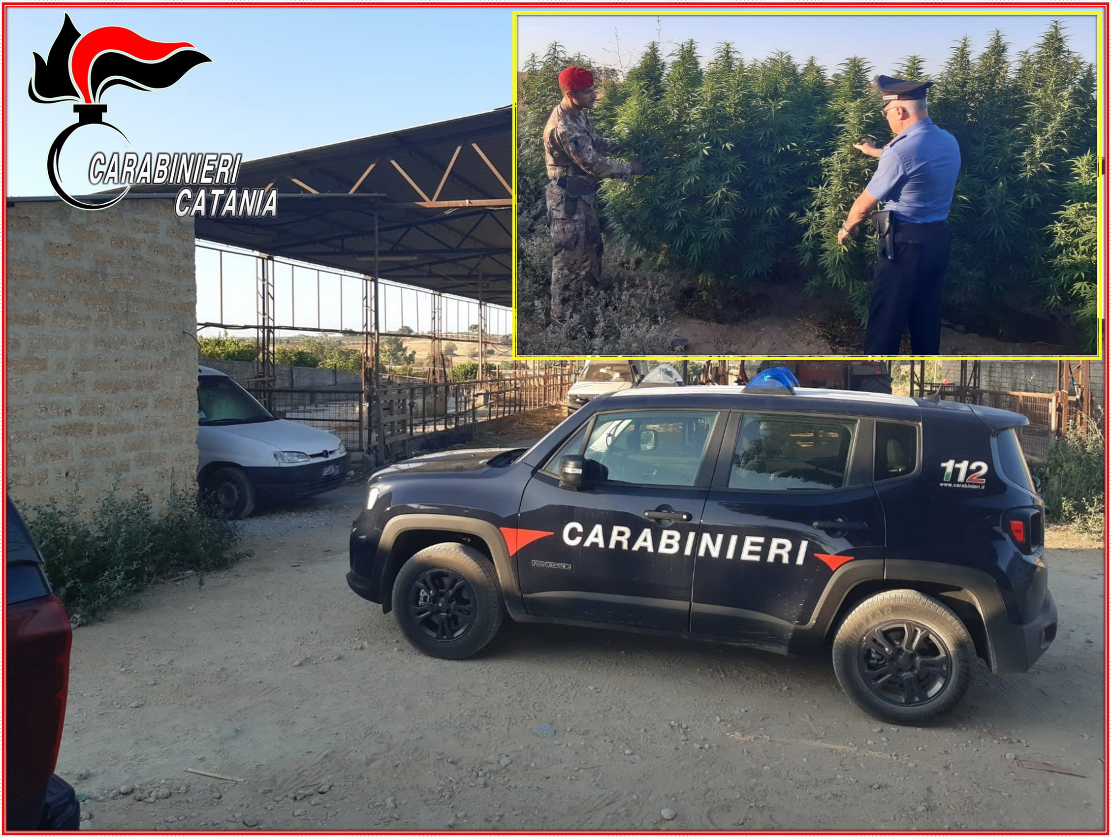 Azienda zootecnica ricovertita alla produzione di marijuana, arrestato 43enne, denunciato il fratello