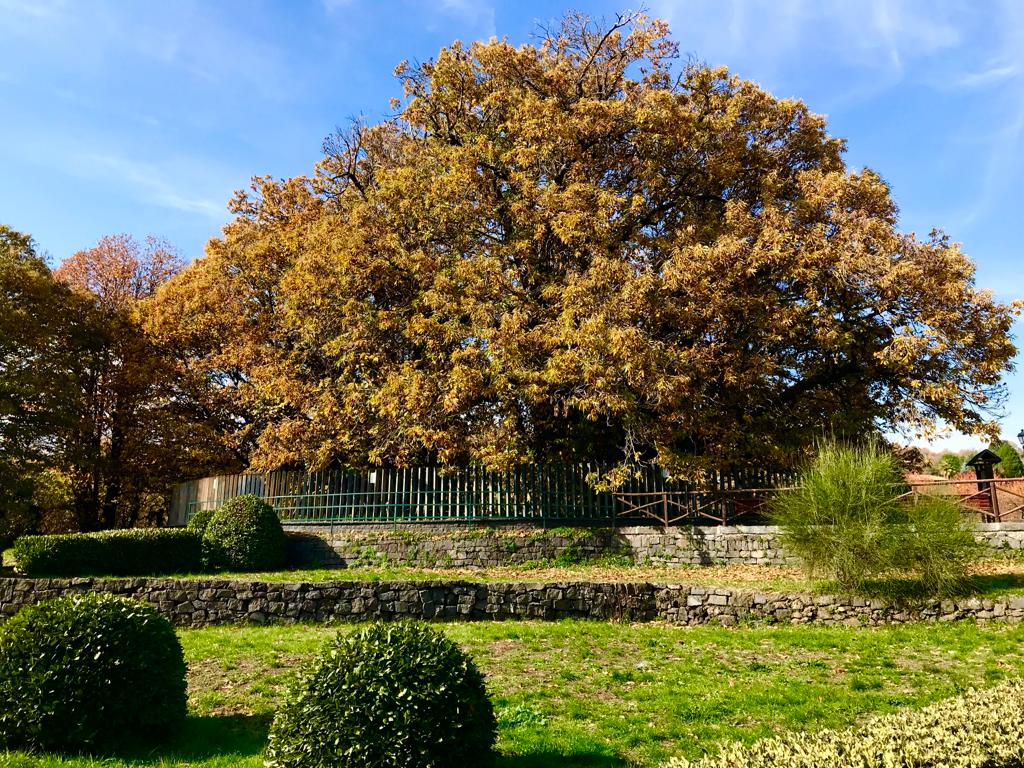 Festa gli alberi a Milo. Di scena i castagni dell’Etna