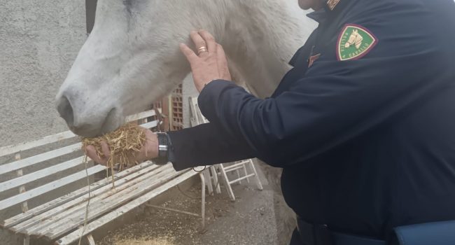 BLITZ-DELLA-POLIZIA-DI-STATO-IN-UN-TERRENO-ADIBITO-A-STALLA-FATISCENTE-SALVATI-6-CAVALLI-TROVATI-NEL-DEGRADO-E-IN-PRECARIE-CONDIZIONI-SANITARIE-1.jpg
