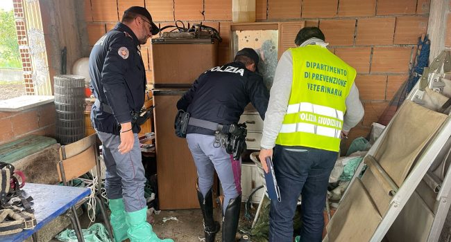 BLITZ-DELLA-POLIZIA-DI-STATO-IN-UN-TERRENO-ADIBITO-A-STALLA-FATISCENTE-SALVATI-6-CAVALLI-TROVATI-NEL-DEGRADO-E-IN-PRECARIE-CONDIZIONI-SANITARIE-2.jpg