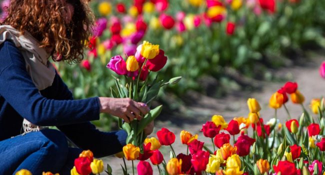 Foto-Tulipark.jpg