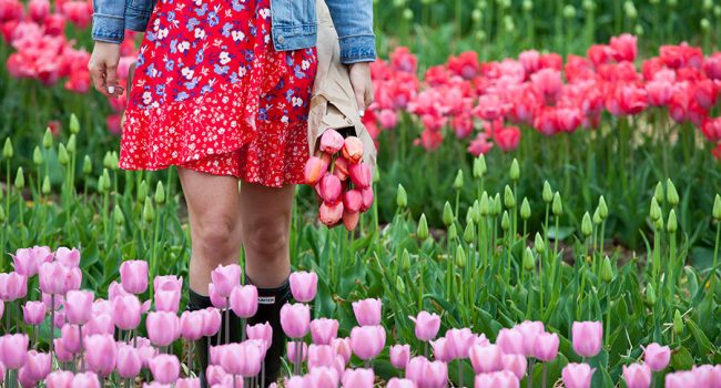 A Caltagirone, dal 10 marzo al 15 aprile, TuliPark, un angolo di Olanda nel cuore della Sicilia