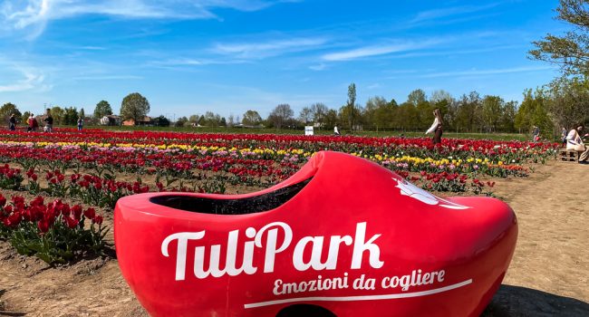 Foto-Tulipark.jpg-3.jpg