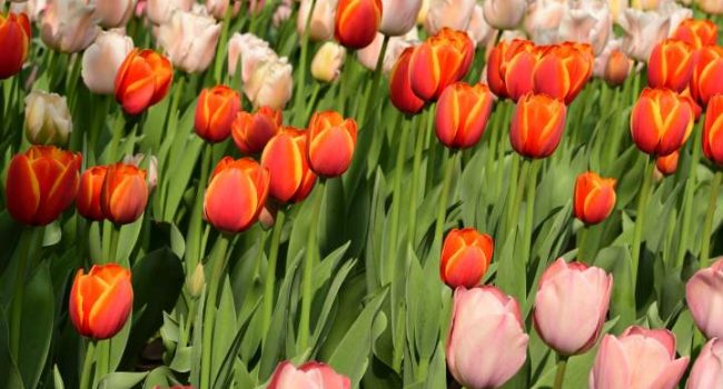 Foto-Tulipark.jpg-4.png