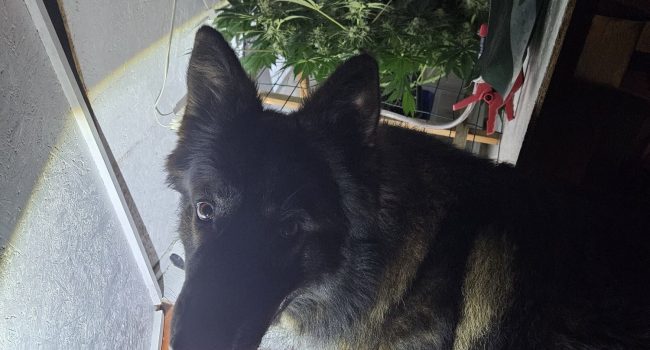 SCOPERTA-SERRA-ARTIGIANALE-CON-UNA-PIANTA-DI-MARIJUANA-IN-CAMERA-DA-LETTO-SPACCIATORE-53ENNE-ARRESTATO-LA-POLIZIA-DI-STATO.jpg