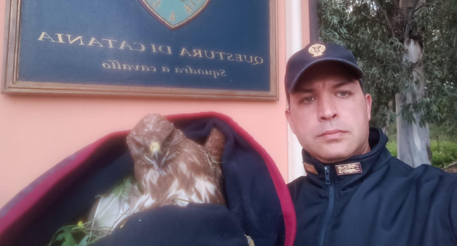 La Polizia salva una poiana ferita ad un’ala il giorno di Sant’Agata a Catania