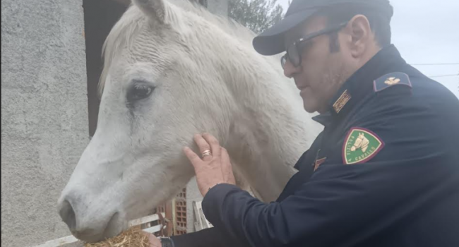 Blitz della Polizia in un terreno adibito a stalla fatiscente. Salvati 6 cavalli trovati nel degrado e in condizioni precarie