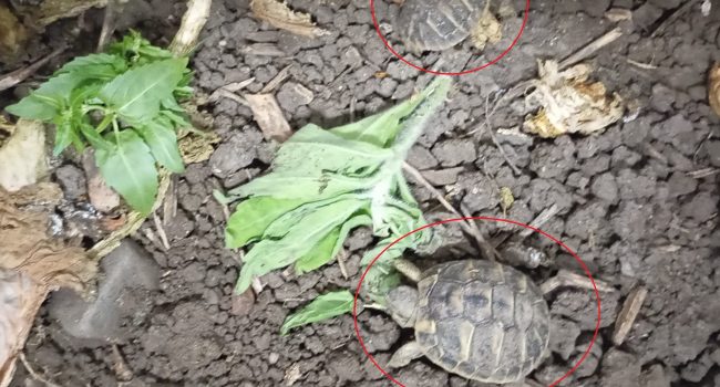 DUE-PUSHER-DI-ADRANO-ARRESTATI-DALLA-POLIZIA-DI-STATO-IN-CASA-TROVATA-MARIJUANA-E-DUE-TARTARUGHE-DI-UNA-SPECIE-PROTETTA-2.jpg
