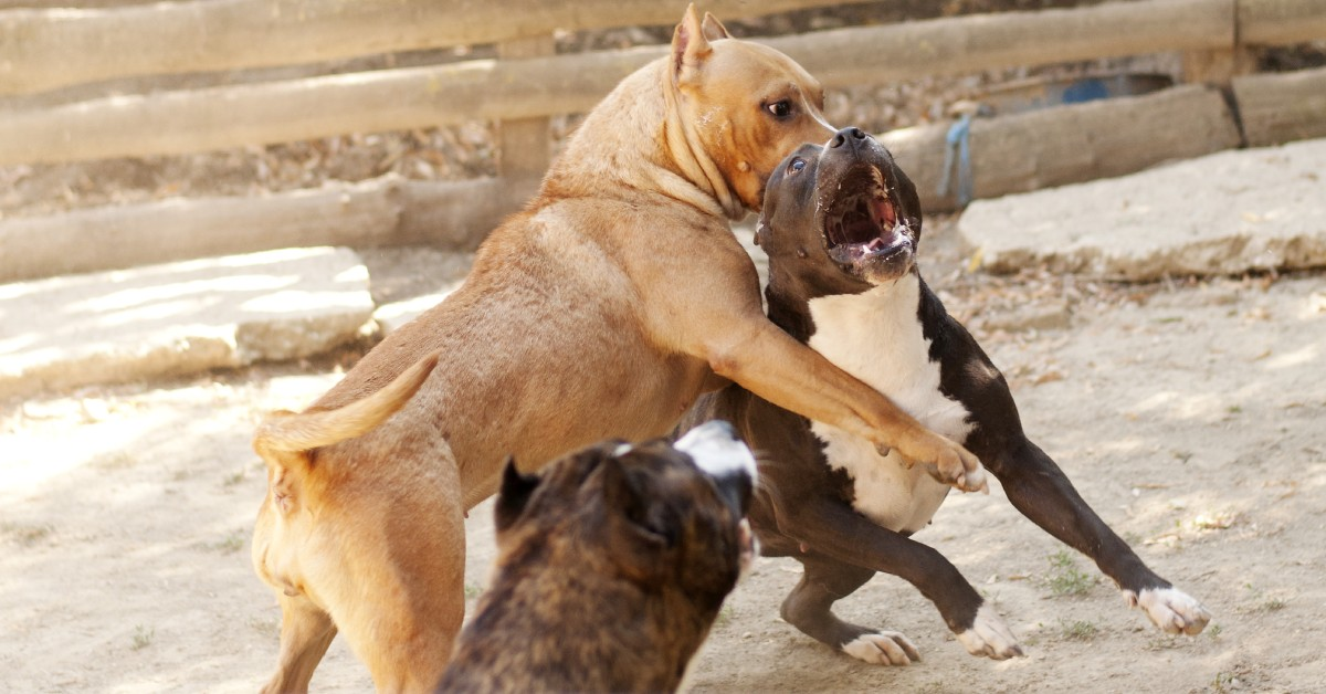 Corse clandestine e combattimento cani, piu’ indagati