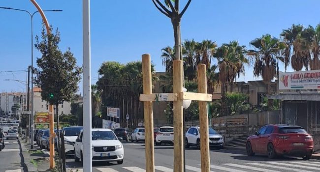 Ambiente, a Catania ripristinati oltre 600 alberi per riqualificare il paesaggio urbano