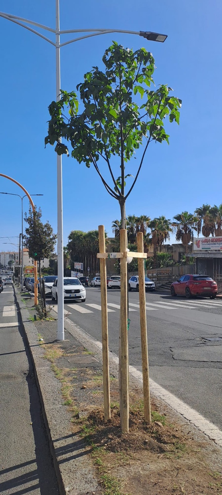 Ambiente, a Catania ripristinati oltre 600 alberi per riqualificare il paesaggio urbano