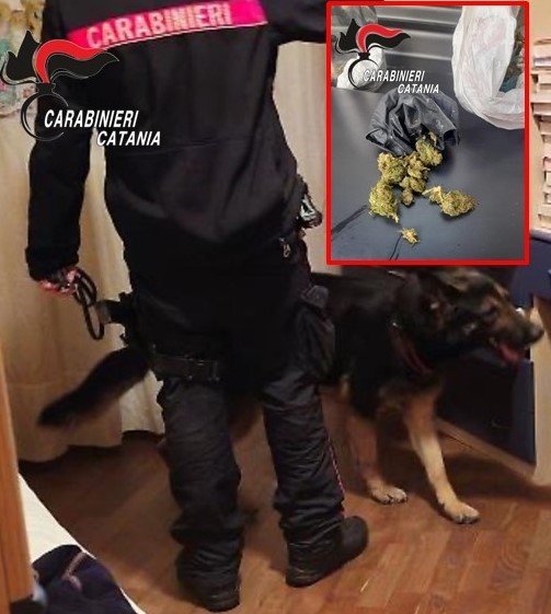 Il cane antidroga fiuta la marijuana in tubo di scarico: denunciato uno spacciatore dai Carabinieri. A Biancavilla